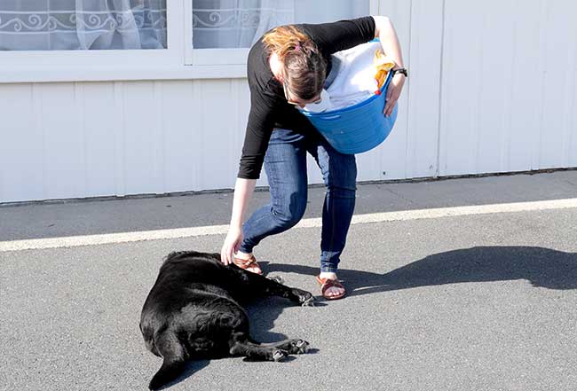 pet-friendly-accomodation-mt-maunganui Pet Friendly Motel